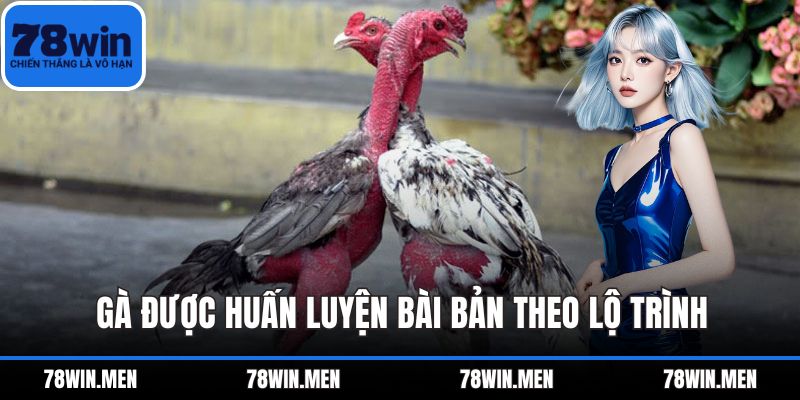 Gà được huấn luyện bài bản theo lộ trình