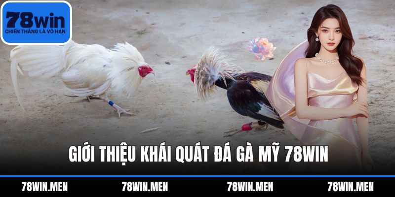 Giới thiệu khái quát Đá Gà Mỹ 78WIN